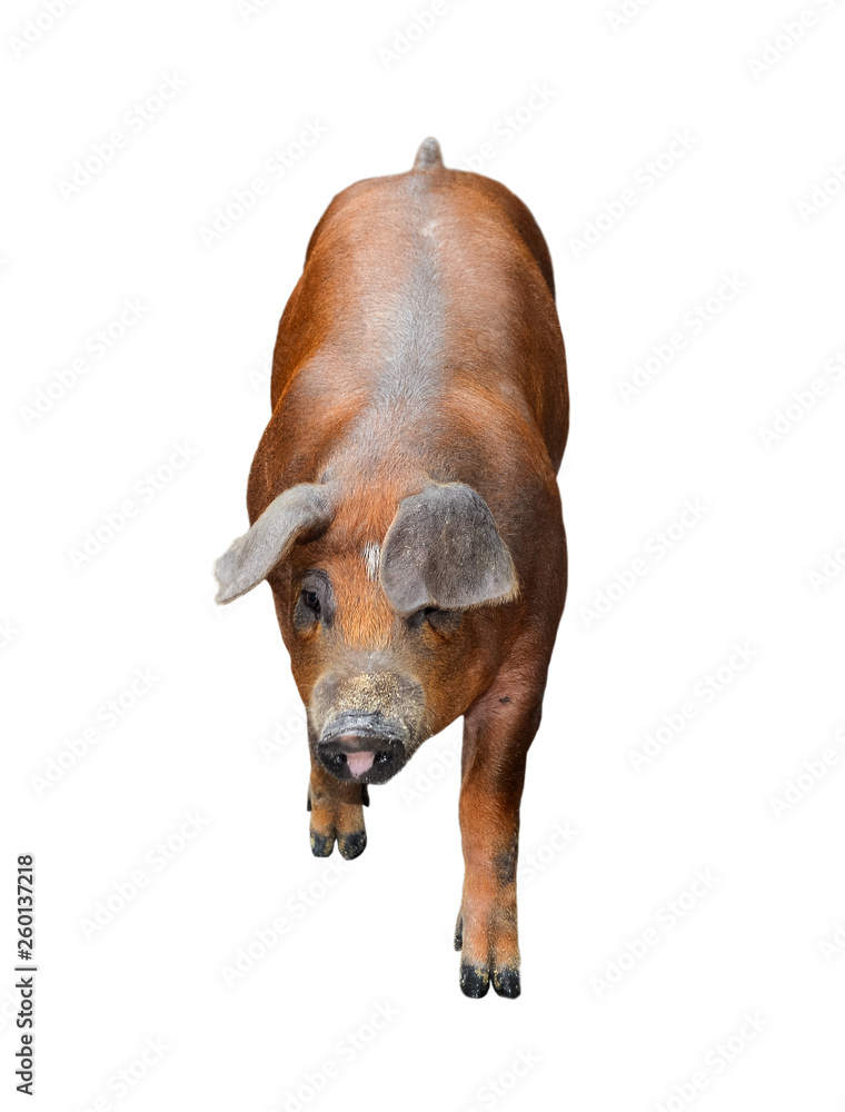 Pig standing full length isolated. Funny fluffy pig close up. Farm animals