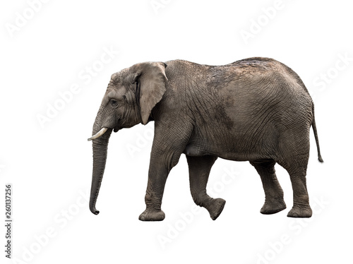 Photography Big grey walking elephant isolated on white background.