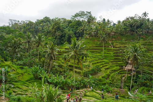 Tegallalang Rice Terrace fields - Ubud - Bali - Indonesia