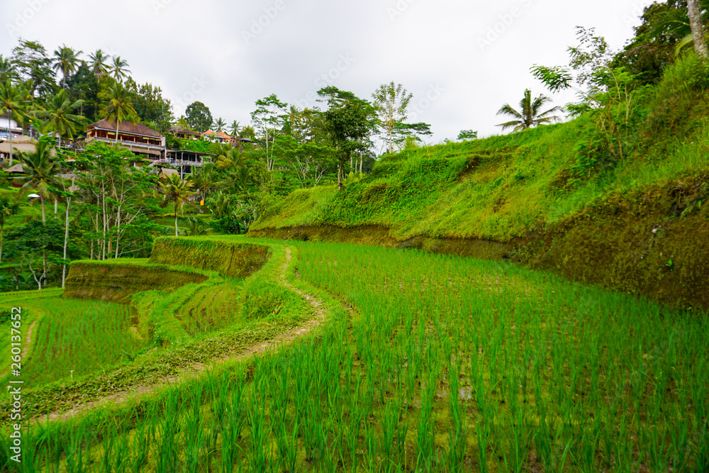 Tegallalang Rice Terrace fields - Ubud - Bali - Indonesia