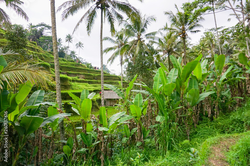 Tegallalang Rice Terrace fields - Ubud - Bali - Indonesia