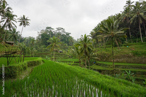 Green rice terraces in rice fields on mountain near Ubud, tropical island Bali, Indonesia, Tegallalang