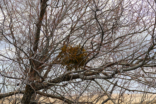 Wallpaper Mural rosehip tree bud in spring, rosehip tree from thorny trees, Torontodigital.ca