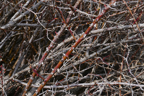 rosehip tree bud in spring, rosehip tree from thorny trees,