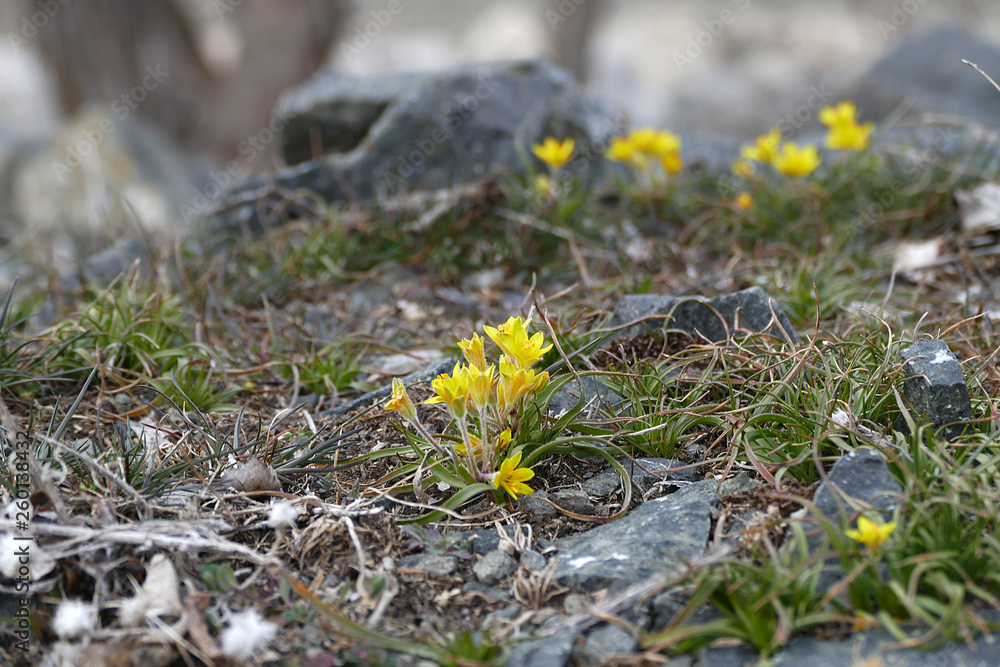 Obraz premium The first flowers of spring in the continental climate, the first flowers and the arrival of the spring,