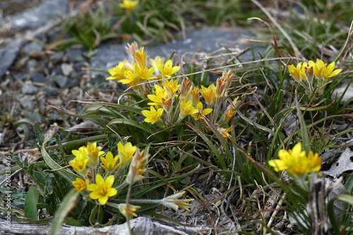 The first flowers of spring in the continental climate, the first flowers and the arrival of the spring,