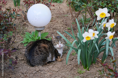 Mackerel tabby cat lies in the flower garden near a garden lamp