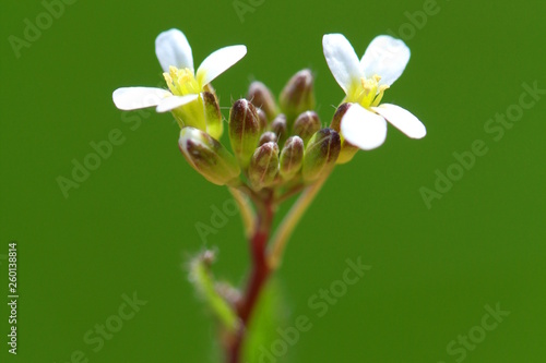 Thale cress (Arabidopsis thaliana) blossoms and buds macro picture photo