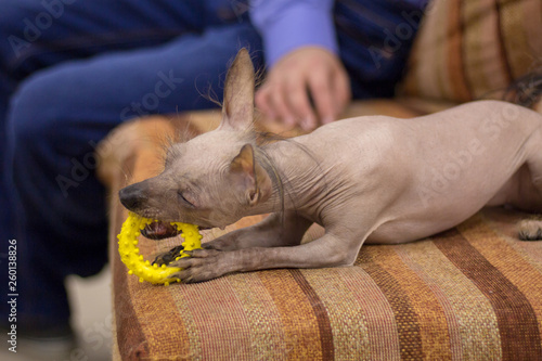 Little black-brown Peruvian Hairless Dog is lying on the sofa. Trained dog. Soft focus