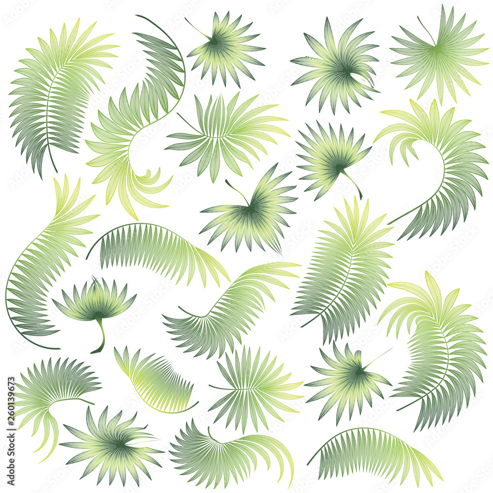 Set tropical leaf isolated. Vector illustration. 