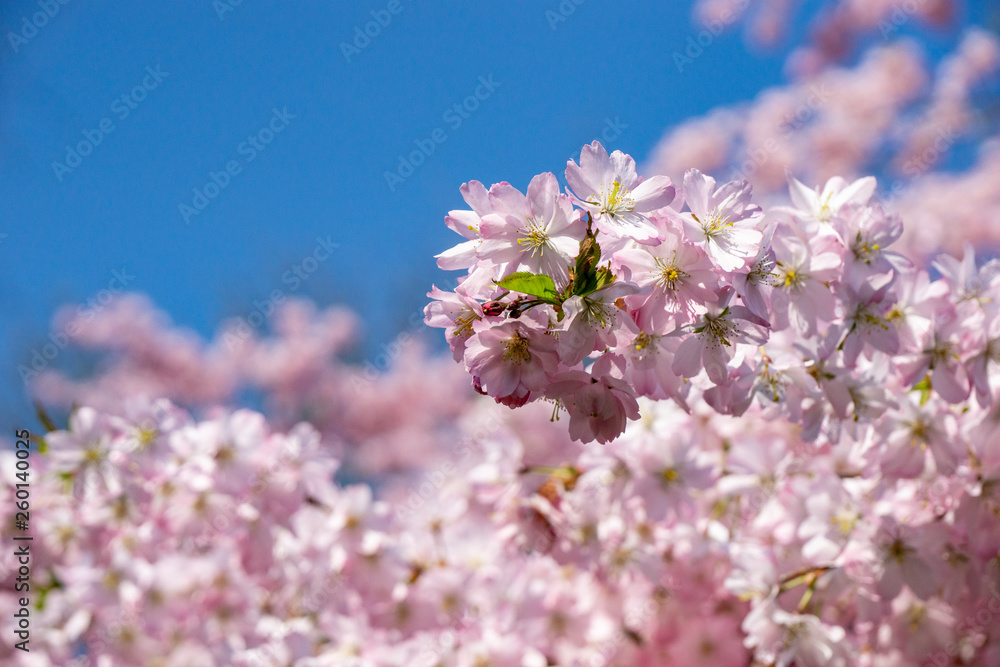 blossom of a cherry tree - spring or springtime