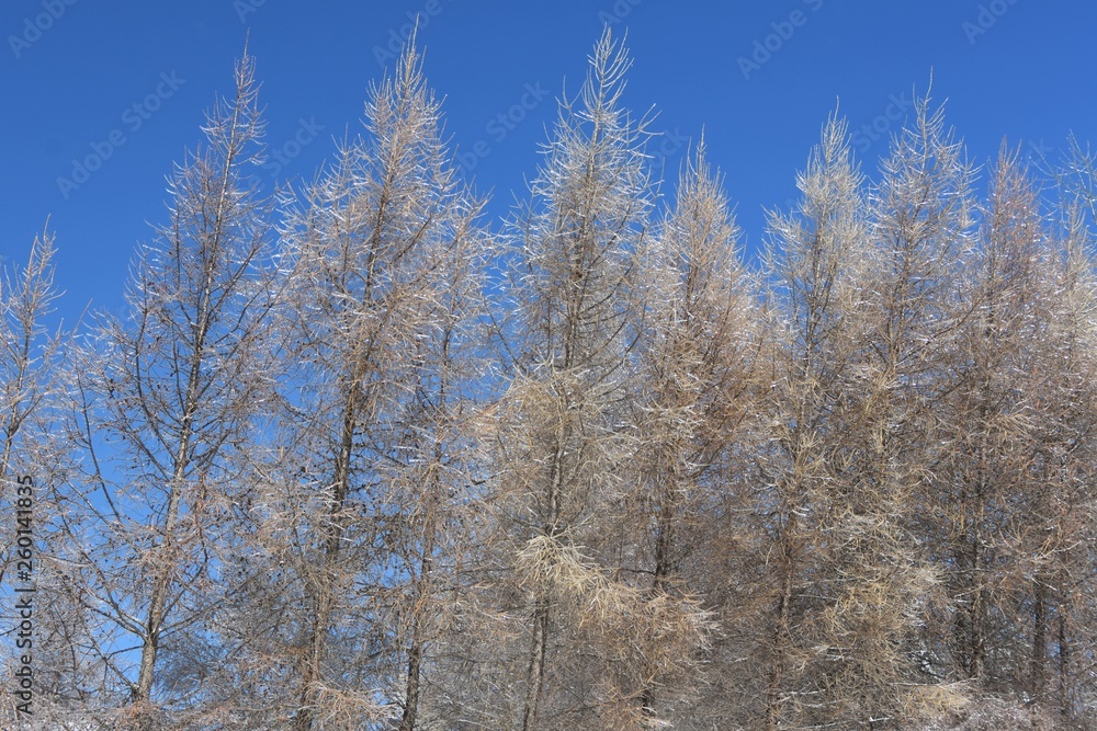 Paysages au lendemain d'une tempête de verglas, Québec, Canada, région de Lanaudière Paysages au lendemain d'une tempête de verglas, Québec, Canada, région de Lanaudière