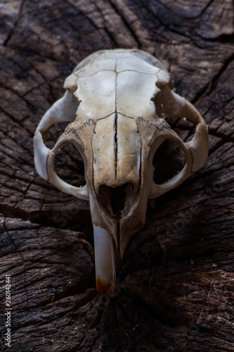 animal skull