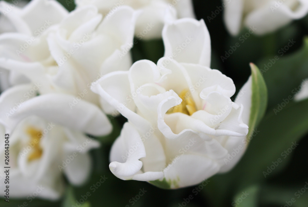 Flower bed of White Liberstar Tulip. White blossom. Spring in the Netherlands. Flower bed of White Liberstar Tulip. White blossom. Spring in the Netherlands.