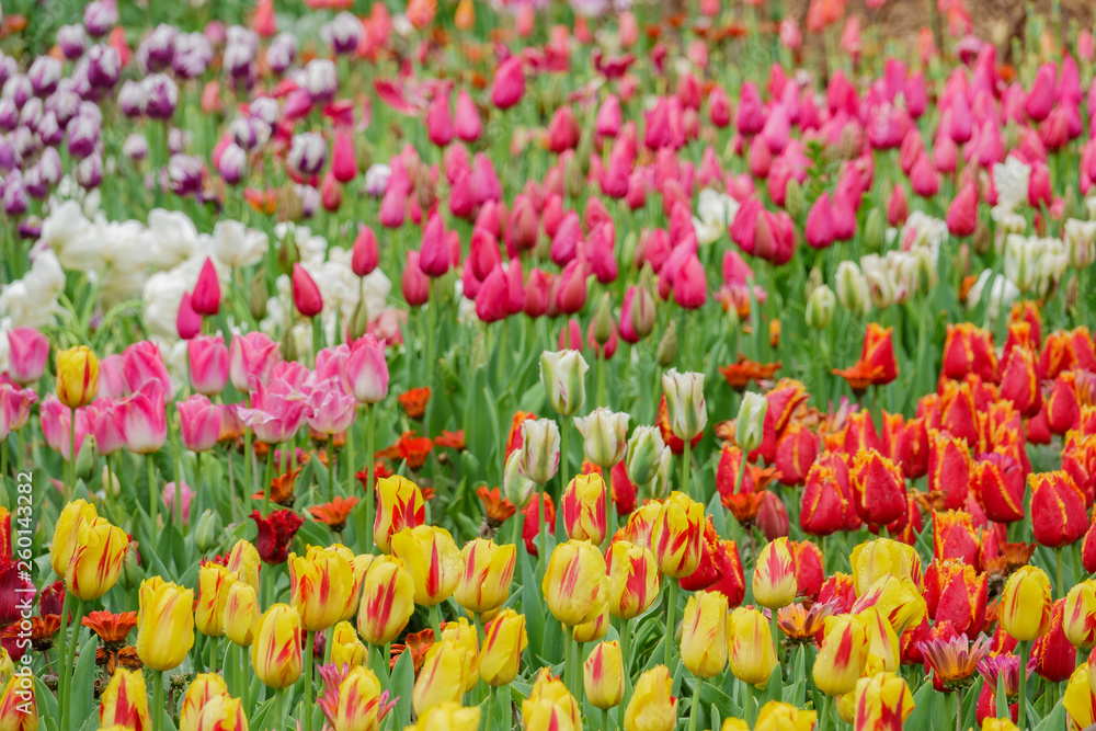 Beautiful tulips blossom with water drops at Descanso Garden Beautiful tulips blossom with water drops at Descanso Garden