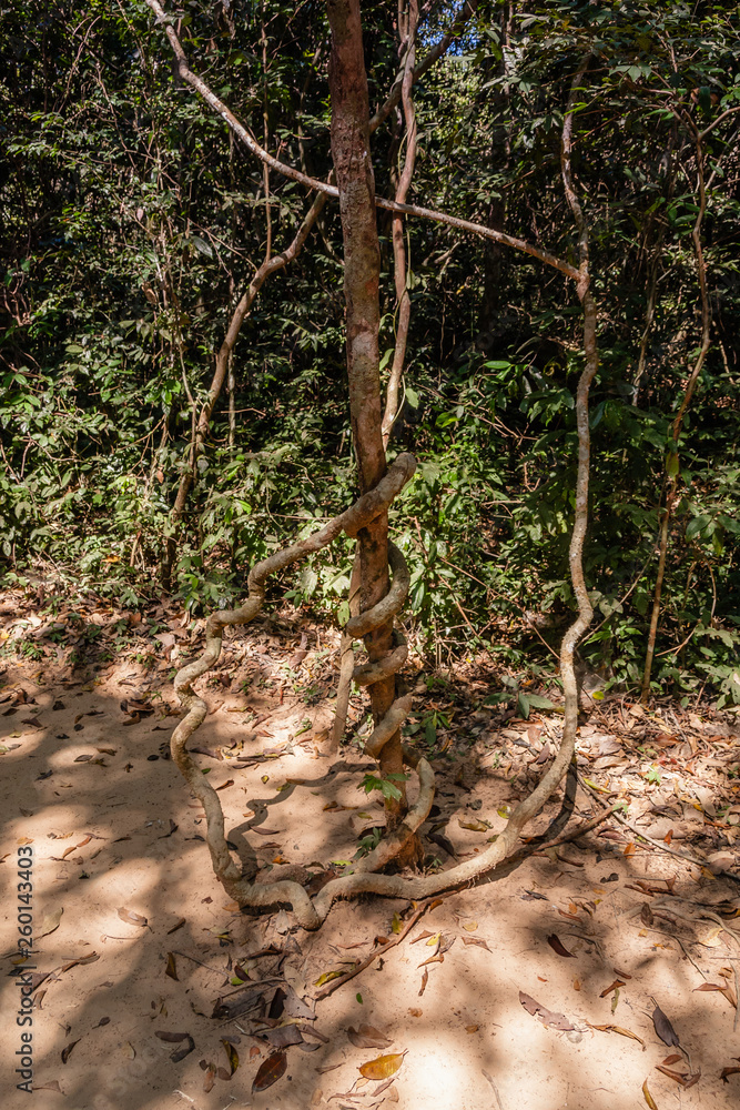 Trees and rocks of the Kulen Hills, Siem Reap, Cambodia Trees and rocks of the Kulen Hills, Siem Reap, Cambodia