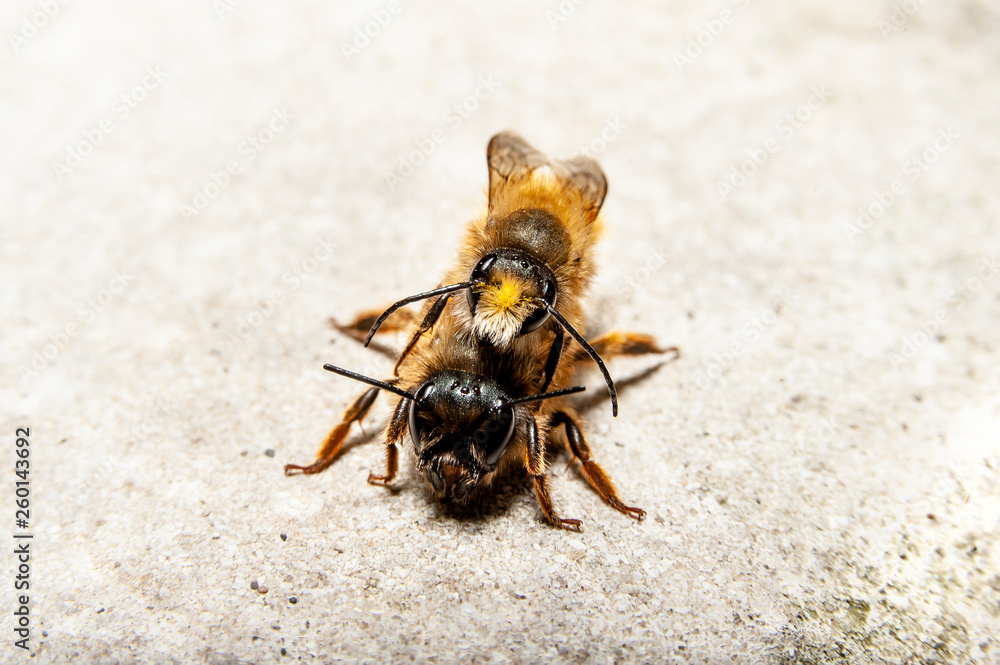 Obraz premium Bumblebees mating on a rock, frontal view