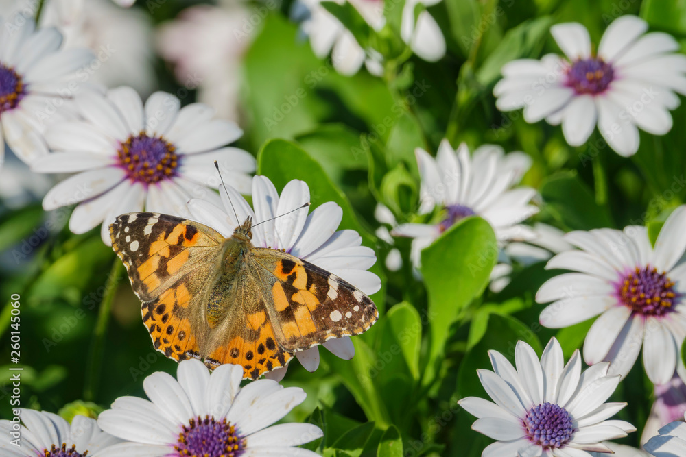 Painted lady eating in the white Osteospermum flower