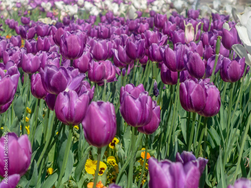 purple tulip flowers in the garden