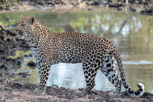 Female leopardess photographed in late afternoon at a waterhole in the Sabi Sands Safari Park, Kruger, South Africa.