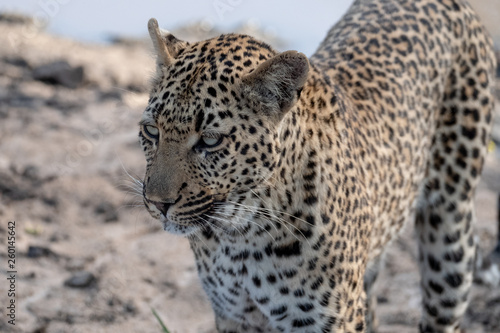 Female leopardess photographed in late afternoon at a waterhole in the Sabi Sands Safari Park  Kruger  South Africa.