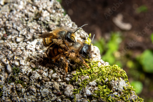 Bumblebees mating on a rock