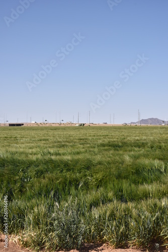 Arizona wheat field