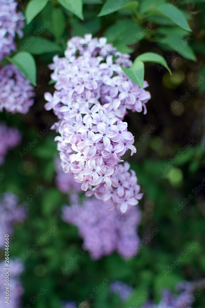 Florescence of Syringa vulgaris (common lilac) springtime. lilac blooming, Spring. Florescence of Syringa vulgaris (common lilac) springtime. lilac blooming, Spring.