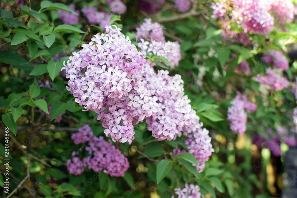 Florescence of Syringa vulgaris (common lilac) springtime. lilac blooming, Spring. Florescence of Syringa vulgaris (common lilac) springtime. lilac blooming, Spring.