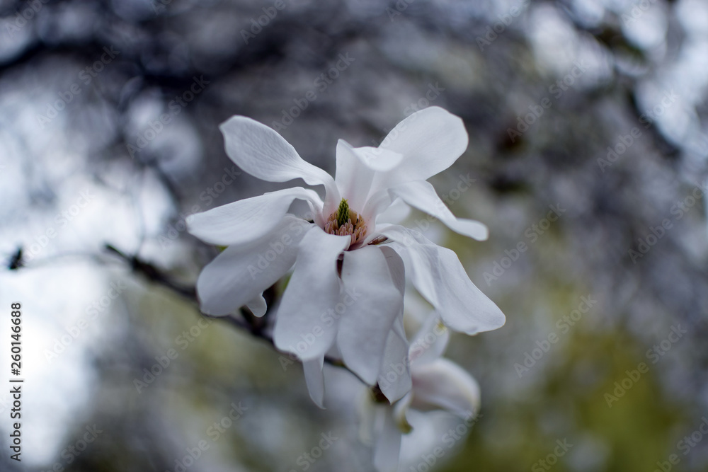 Magnolia flowers closeup. Magnolia flowers closeup.