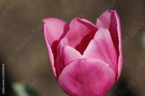 MACRO DE TULIPAN ROSA  tulipa  flor  rosa  primavera  naturaleza  huerta  florecer  