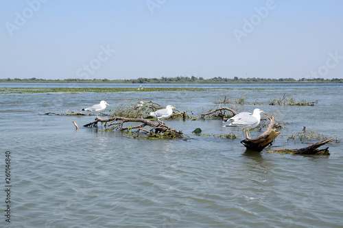 Mediterranean Seagull on a branch at Fortuna Lake (Lacul Furtuna). Danube Delta, Romania. photo