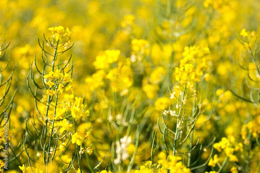 Obraz premium Yellow field of oilseed rape background- soft focus photo
