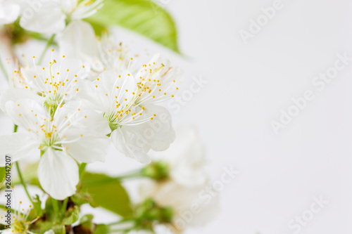 Beautiful blooming cherry blossoms close up