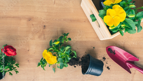 Top view of a composition with colorful yellow and red flower seedlings, a gardening shovel and a box of plants on wooden background. Spring gardening concept