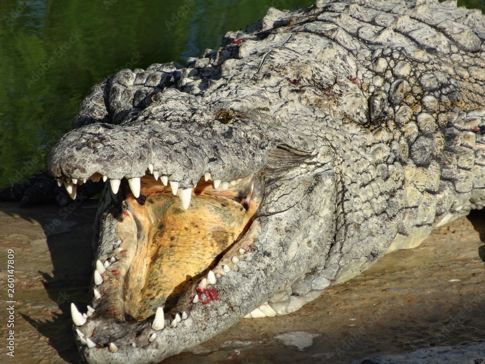 Fototapeta premium alligators of park djerba explore tunisia