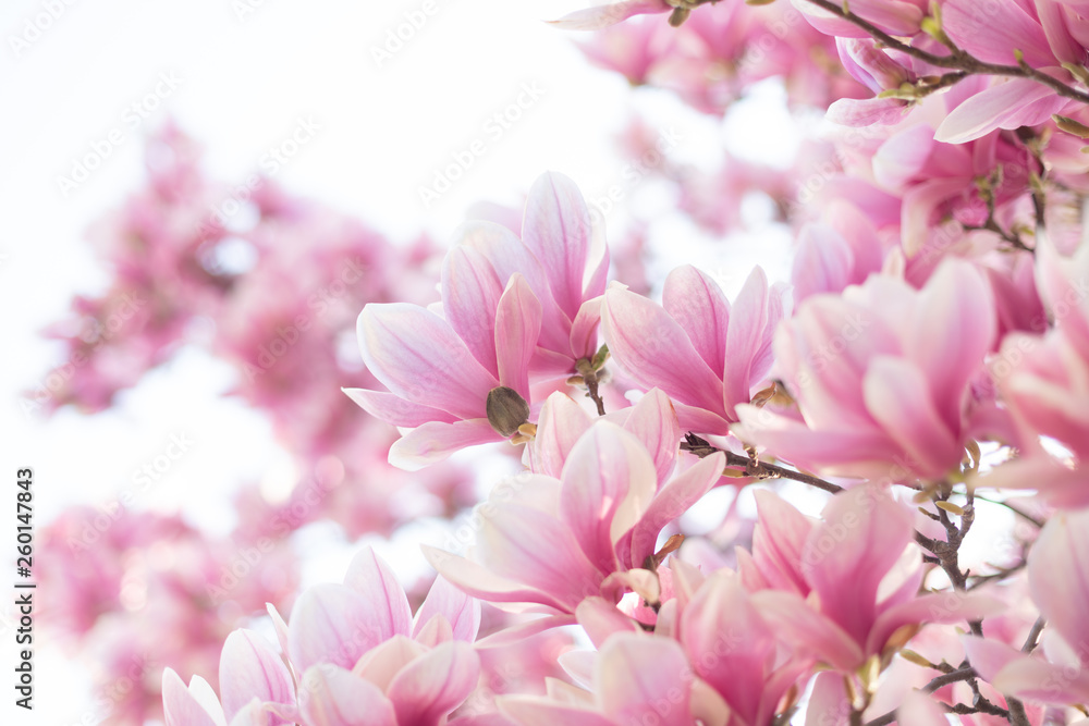 Fototapeta Blooming branch of magnolia tree in spring time. Close up
