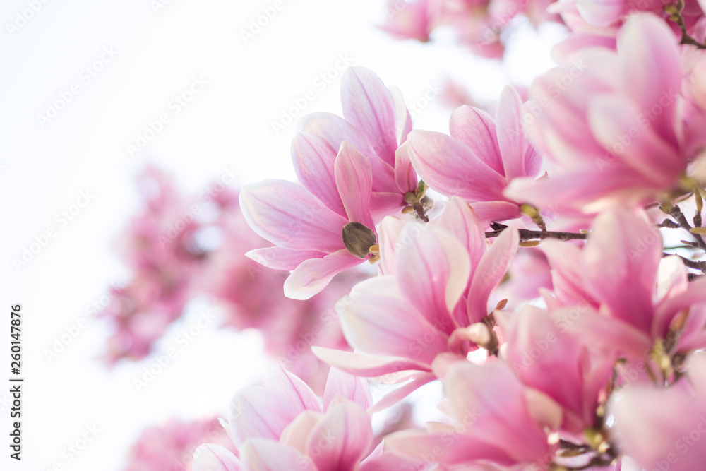 Fototapeta Spring floral background with magnolia flowers. Selective focus