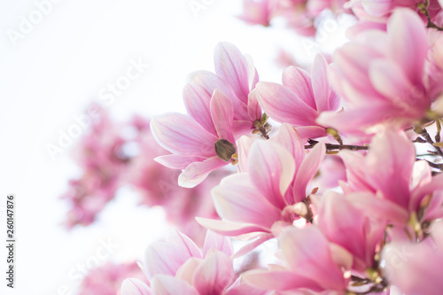 Spring floral background with magnolia flowers. Selective focus © Olha Sydorenko