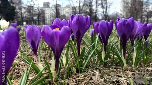 Blue tender delicate pastel spring crocus flowers close up, panoramic view