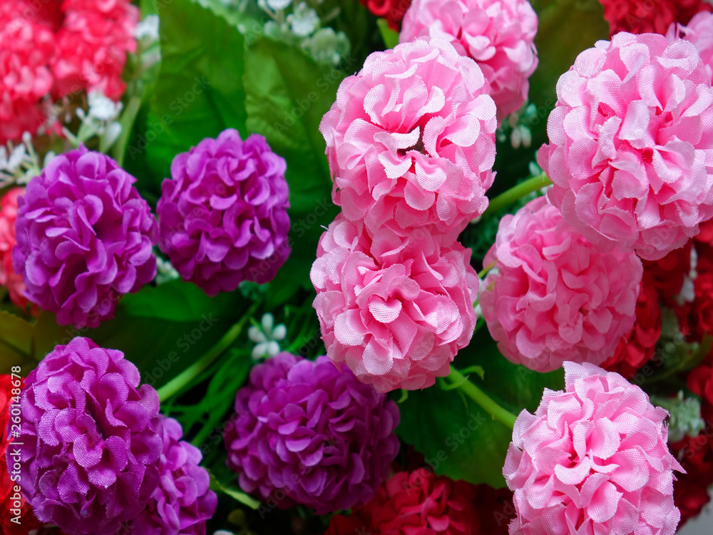 Summer garden-pink flowers- (hydrangea)