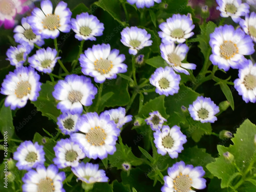 in the Botanical Garden,purple flowers in the Botanical Garden,purple flowers