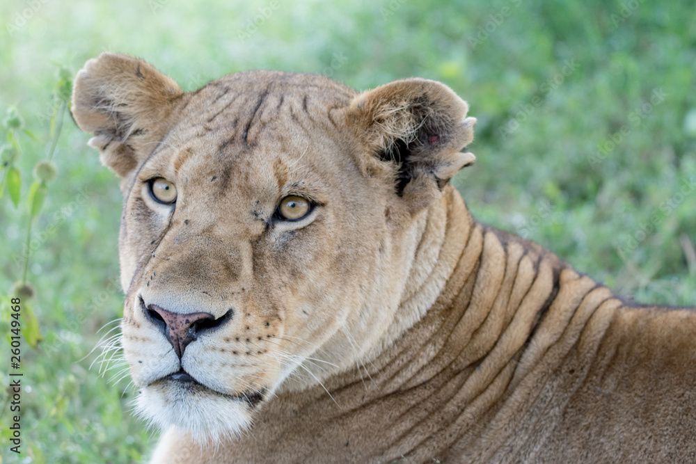 Fototapeta premium Lion in Ngorongoro