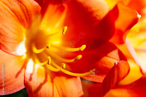 bright orange flower macro with pollen on stamens