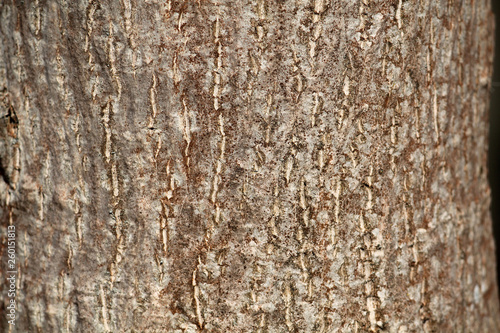 Bark of common walnut or Juglans regia