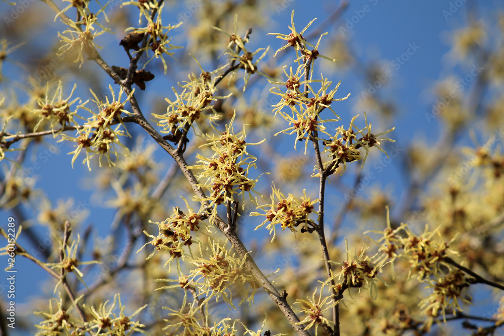 Branch of Hamamelis japonica or Japanese witch-hazel with yellow flowers against spring blue sky Branch of Hamamelis japonica or Japanese witch-hazel with yellow flowers against spring blue sky