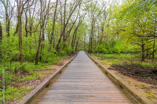 A treated lumber fitness trail through woods in the spring