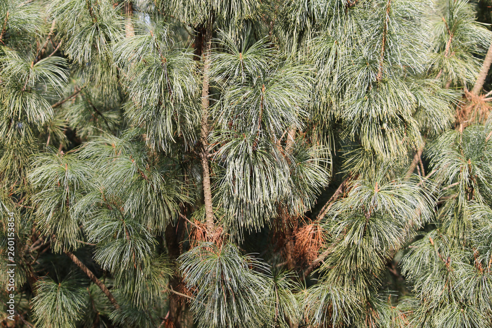 Branch with green needles of Pinus pumila or Siberian dwarf pine