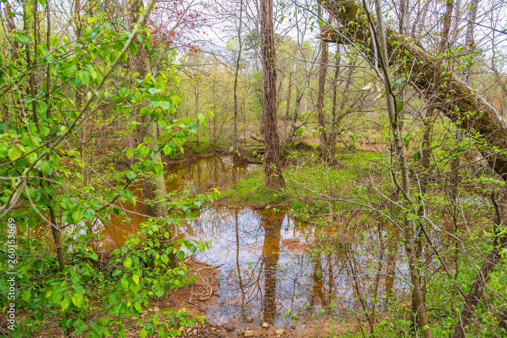 Flooded forest wetlands after days of heavy spring rains Flooded forest wetlands after days of heavy spring rains