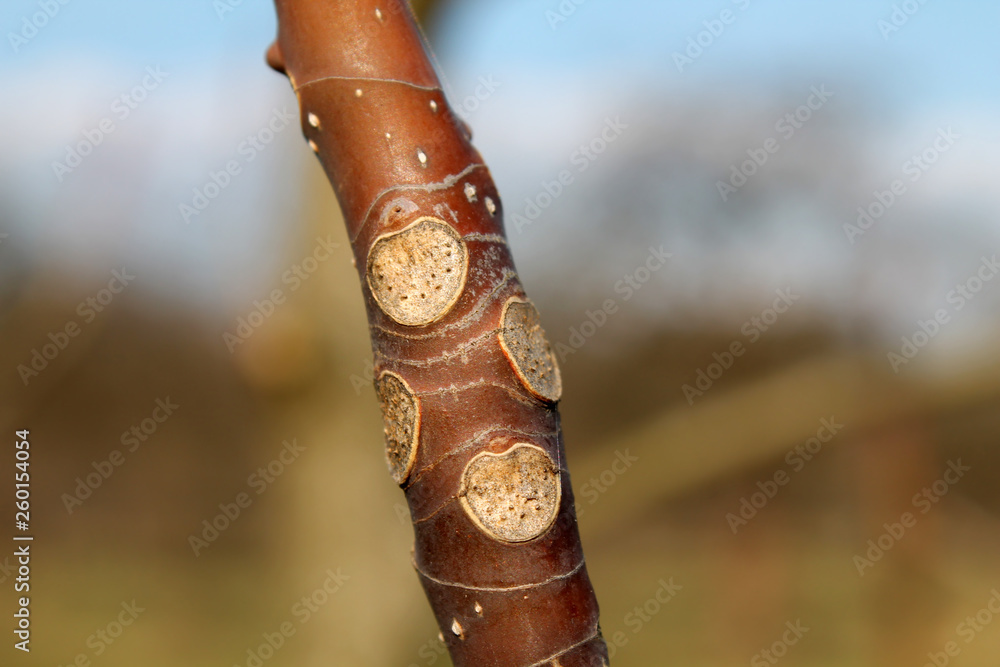 Leaf scars on Magnolia obovata or Japanese bigleaf magnolia branch